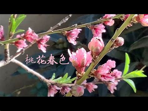 桃花結果 風水|風水で結婚できた！？桃花位を使った桃花水法で結婚。